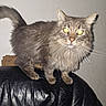 cat, gray_cat, feline, pet, animal, fur, whiskers, yellow_eyes, alert, leather_chair, indoor, household, mammal, portrait, looking, standing, tail, closeup, domestic_cat, furry