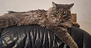 Milka participe au concours pour gagner de l'argent avec cette photo : cat, gray_cat, fluffy_fur, lounging, leather_chair, indoor, pet, feline, stretching, relaxed, animal, whiskers, claws, paw, fur_texture, domestic_cat, looking, resting, calm, home