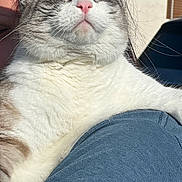 Thumper is registered to the contest to win money with this photo: cat, chubby_cheeks, close_up, content_expression, cozy, denim, domestic_animal, feline, gray_fur, human_arm, lap, outdoor, pet, pink_nose, portrait, relaxed, sleeping, sunlight, whiskers, white_fur