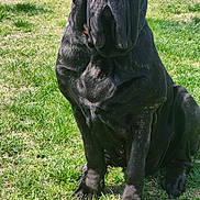 Chyna joined the competition — help win amazing prizes! dog, black_dog, outdoor, grass, pet, canine, animal, sitting, sunlight, nature, wrinkles, portrait, mammal, fur, daytime, calm, companion, friendly, large_dog, domestic_animal