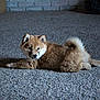 Aiyanna is registered to the contest to win money with this photo: ancient_dog_breeds, canis, carnivore, companion_dog, dog_breed, fawn, felidae, fur, german_spitz, german_spitz_klein, german_spitz_mittel, non_sporting_group, road_surface, snout, spitz, sporting_group, tail, terrestrial_animal, whiskers, wildlife