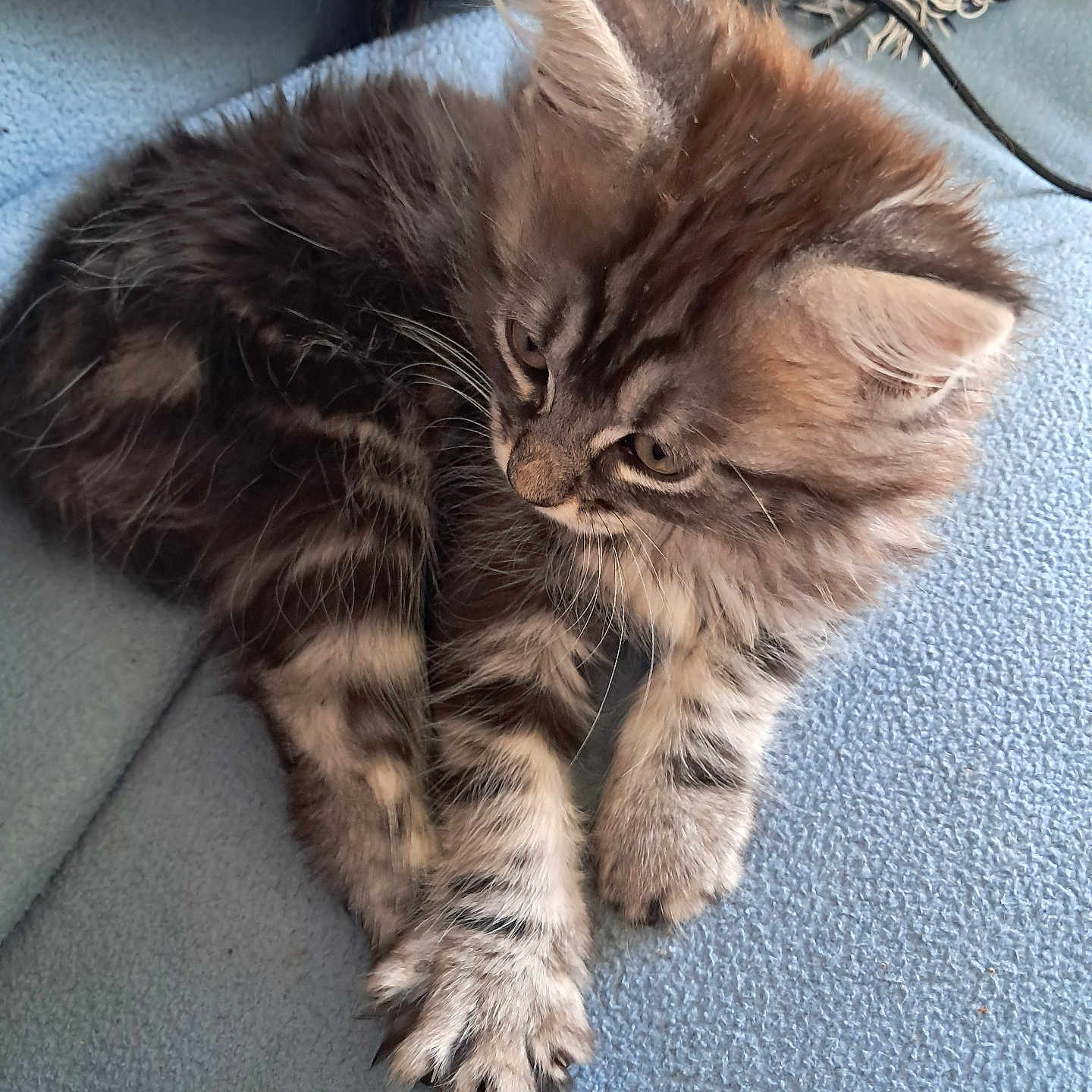 Laurent Blet a rejoint le concours — aidez-le/la à gagner de superbes lots ! animal, blanket, blue, cat, cute, domestic, ears, feline, fluffy, fur, indoors, kitten, paws, pet, resting, soft, striped, tabby, whiskers, young
