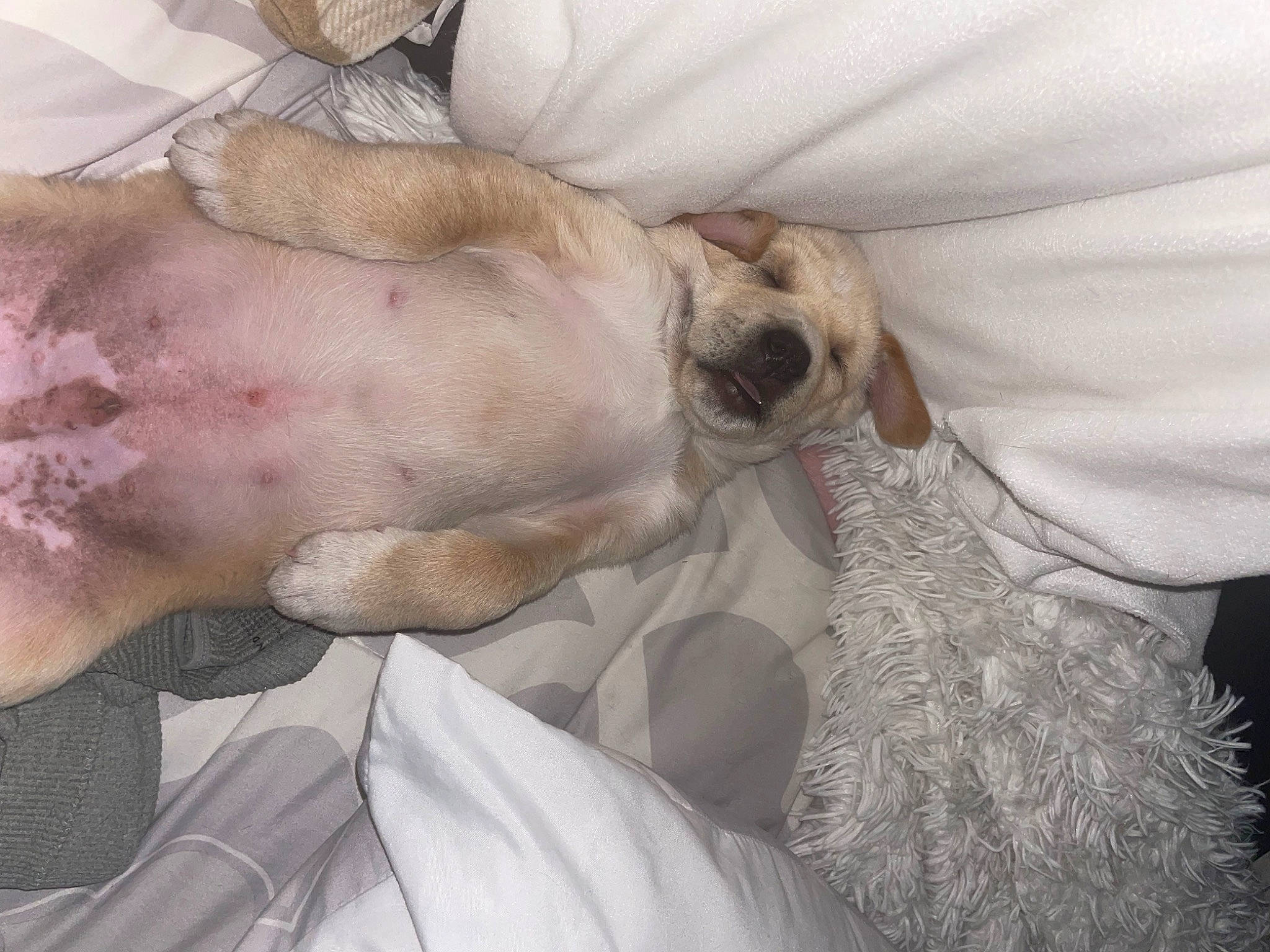 Cooper is registered to the contest to win money with this photo: bedding, blanket, canidae, carnivore, comfort, companion_dog, couch, dog, dog_breed, ear, eyewear, fawn, fur, linens, nap, paw, sleep, snout, sporting_group, whiskers