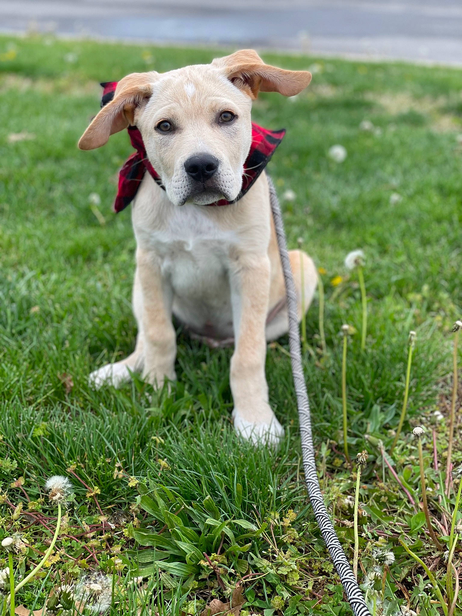 Cooper joined the competition — help win amazing prizes! adventure, carnivore, collar, companion_dog, dog, dog_breed, dog_collar, fawn, grass, grassland, labrador_retriever, lawn, leash, mammal, plant, retriever, snout, tail, vertebrate, working_animal