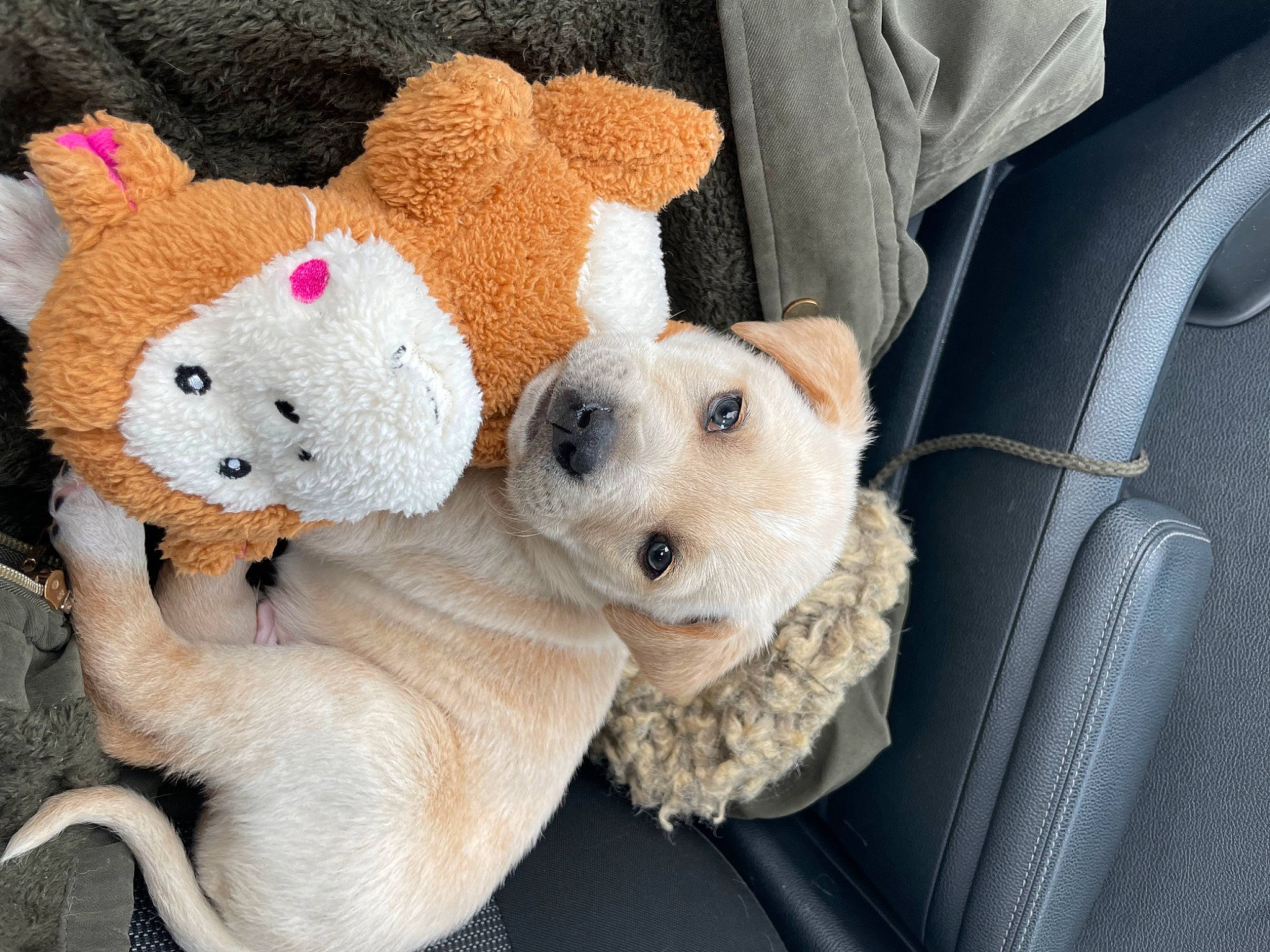 Cooper joined the competition — help win amazing prizes! baby_toys, bed, canidae, car_seat, carnivore, comfort, companion_dog, family_car, fashion_accessory, fawn, felidae, fur, linens, plush, stuffed_toy, teddy_bear, textile, toy, vehicle_door, wool