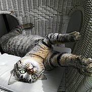 Gromit a rejoint le concours — aidez-le/la à gagner de superbes lots ! cat, closeup, comfortable, curious, cushion, feline, green_eyes, home, indoor, paw, pet, relaxed, stretching, striped_fur, sunlight, tabby_cat, upside_down, whiskers, white_chair, wicker_chair