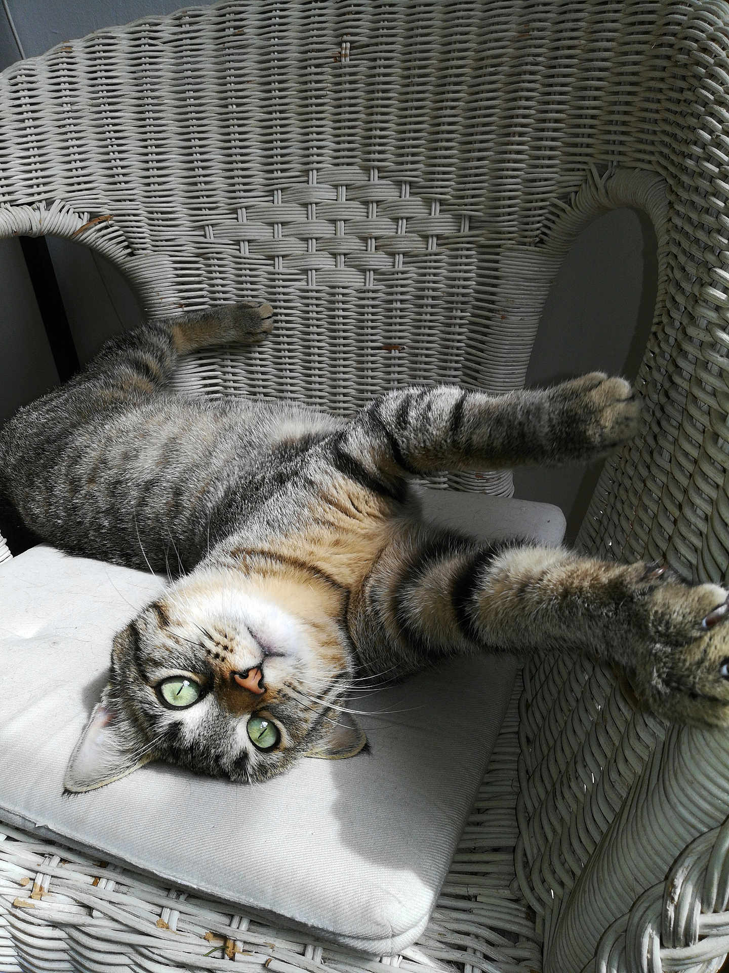 Gromit a rejoint le concours — aidez-le/la à gagner de superbes lots ! cat, closeup, comfortable, curious, cushion, feline, green_eyes, home, indoor, paw, pet, relaxed, stretching, striped_fur, sunlight, tabby_cat, upside_down, whiskers, white_chair, wicker_chair