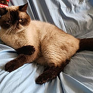 Sammy is registered to the contest to win money with this photo: cat, pet, animal, feline, fur, laying, resting, bed, sheet, blue, cute, indoor, whiskers, ears, tail, paws, relaxed, mammal, domestic, portrait