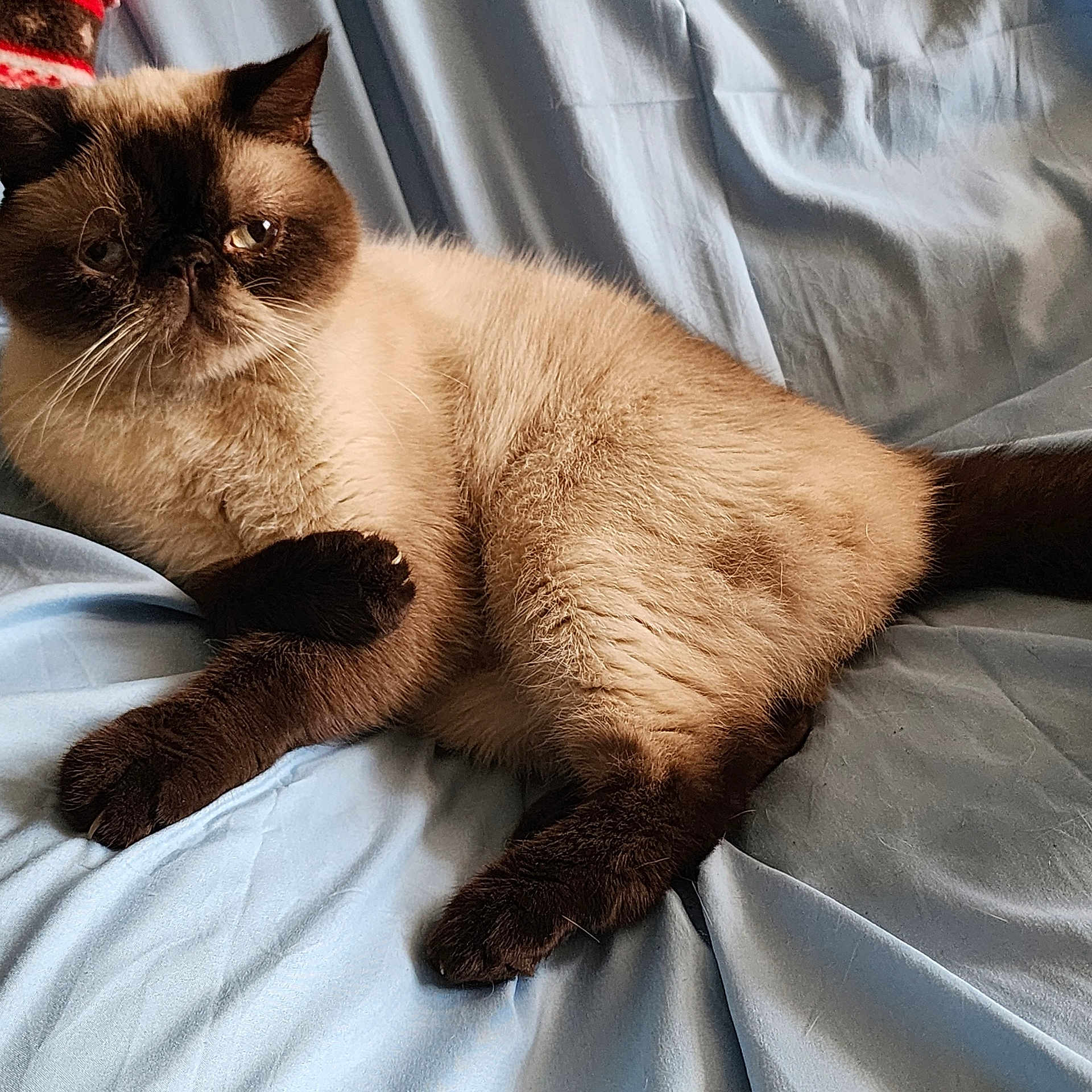 Sammy is registered to the contest to win money with this photo: cat, pet, animal, feline, fur, laying, resting, bed, sheet, blue, cute, indoor, whiskers, ears, tail, paws, relaxed, mammal, domestic, portrait