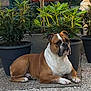 dog, bulldog, animal, pet, outdoor, potted_plant, plant, greenery, garden, stone_patio, relaxed, laying_down, fur, ears, face, paw, side_view, daylight, nature, canine
