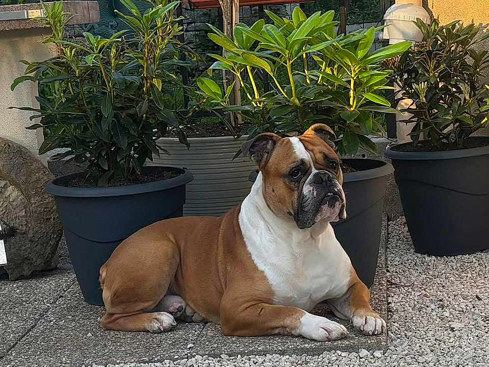 Celby participe au concours pour gagner de l'argent avec cette photo : dog, bulldog, animal, pet, outdoor, potted_plant, plant, greenery, garden, stone_patio, relaxed, laying_down, fur, ears, face, paw, side_view, daylight, nature, canine