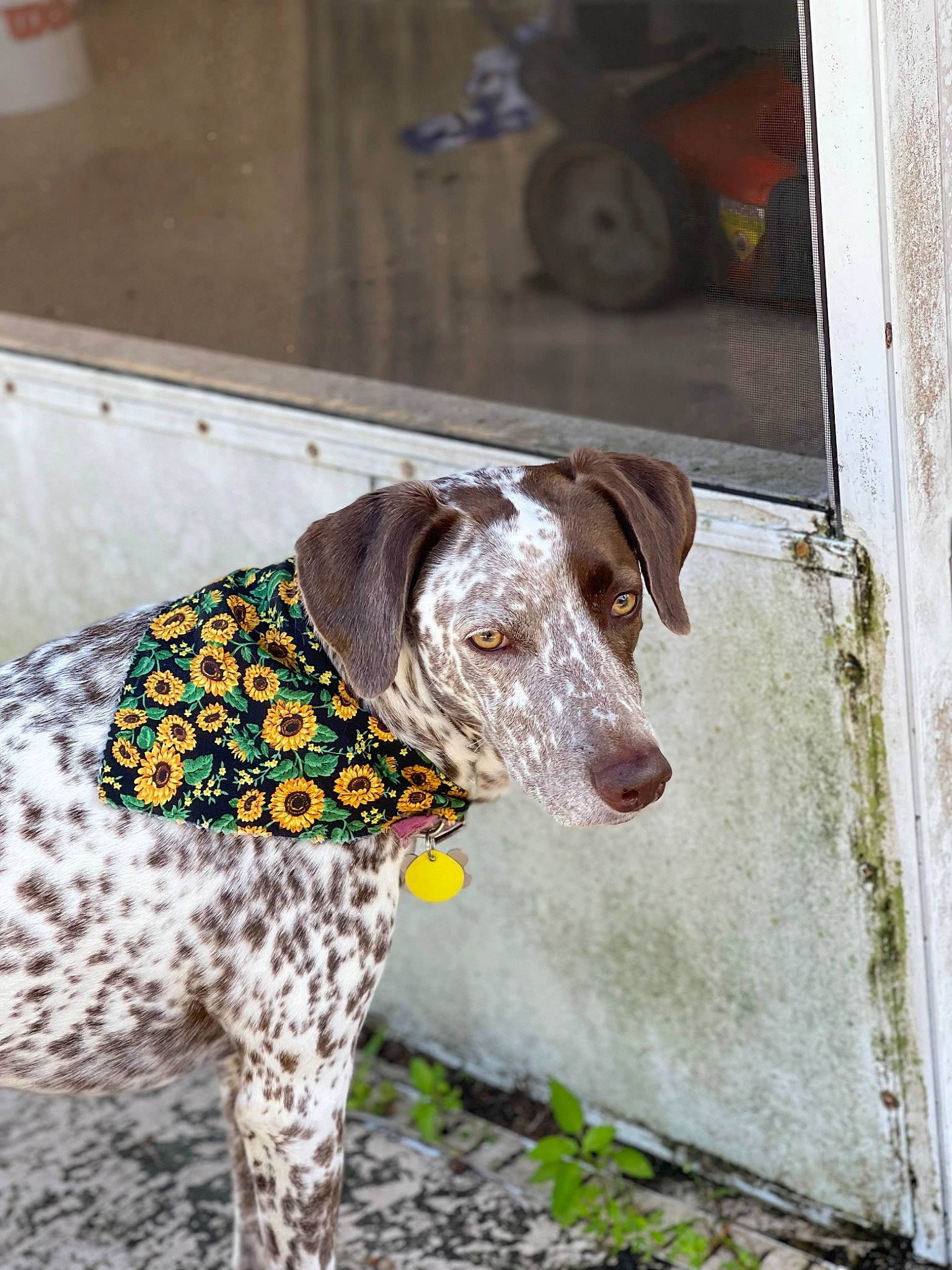 Sophia joined the competition — help win amazing prizes! braque_francais, carnivore, collar, companion_dog, dog, dog_breed, dog_collar, dog_supply, fashion_accessory, fawn, gun_dog, leash, liver, pet_supply, pointing_breed, snout, sporting_group, tail, wheel, working_animal