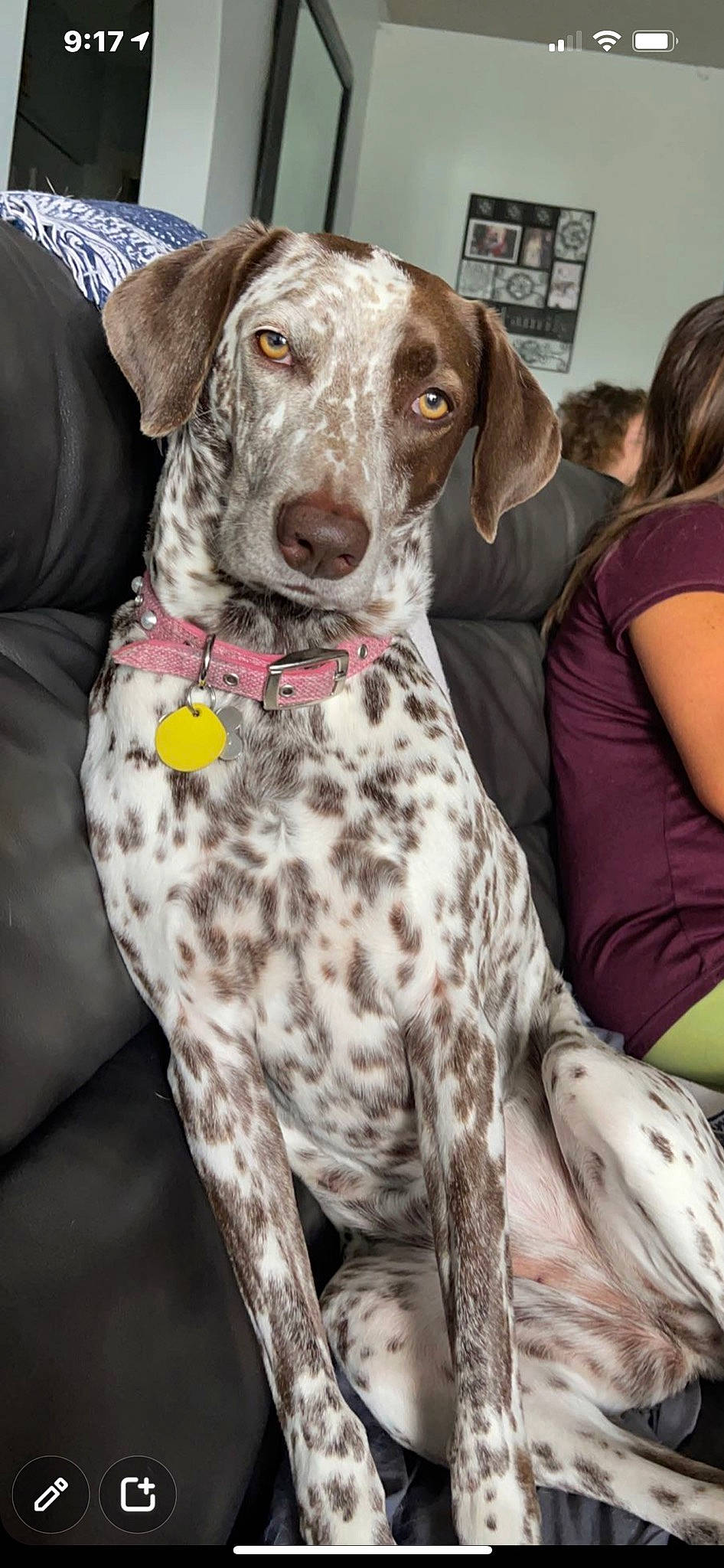 Sophia is registered to the contest to win money with this photo: braque_francais, canidae, carnivore, collar, companion_dog, dog, dog_breed, dog_collar, dog_supply, event, fawn, fur, gun_dog, hunting_dog, liver, non_sporting_group, snout, sporting_group, working_animal, working_dog