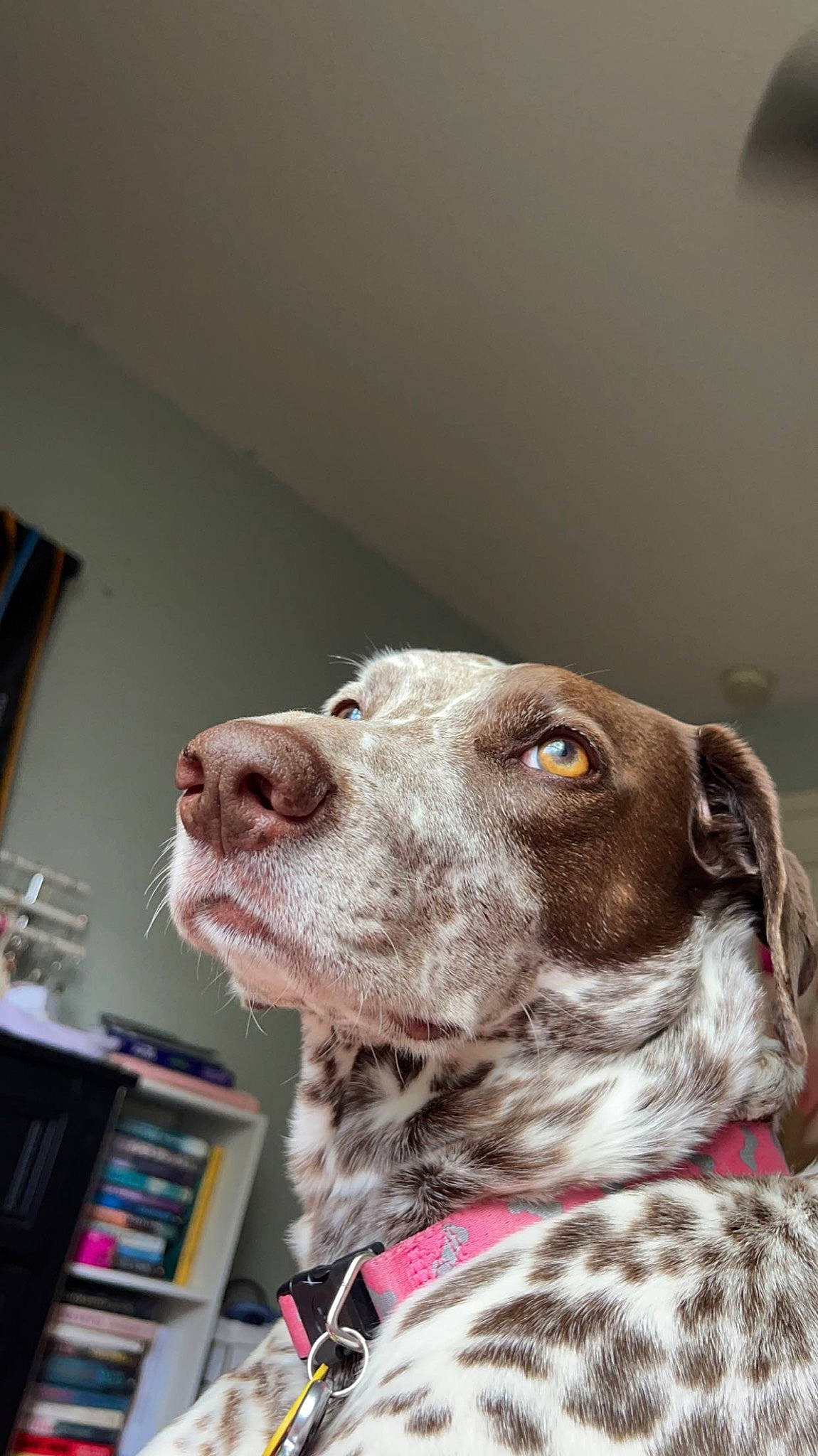Sophia is registered to the contest to win money with this photo: bookcase, canidae, carnivore, collar, companion_dog, dog, dog_breed, dog_collar, ear, fawn, fur, gun_dog, liver, pet_supply, picture_frame, pointing_breed, snout, sporting_group, whiskers, working_animal