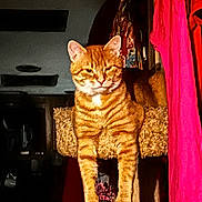 Rascal joined the competition — help win amazing prizes! animal, cat, cute, domestic_cat, fabric, feline, fur, furniture, hanging_clothes, home, indoor, orange_tabby, perch, pet, relaxed, resting, room, shadow, striped, texture