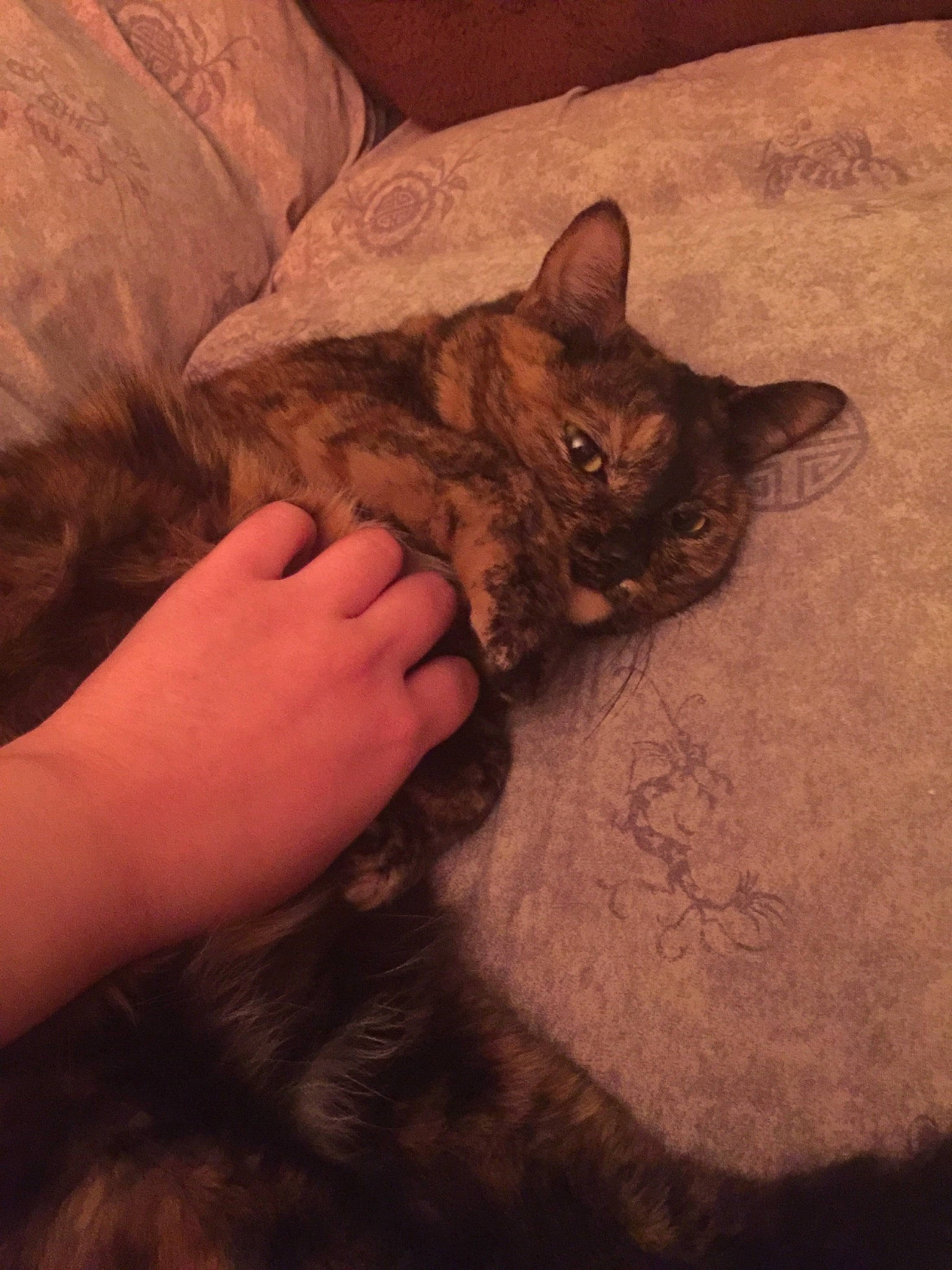 Kenzie is registered to the contest to win money with this photo: asian, carnivore, cat, domestic_short_haired_cat, ear, european_shorthair, eye, fawn, felidae, fur, german_rex, gesture, hand, kitten, nose, skin, small_to_medium_sized_cats, whiskers