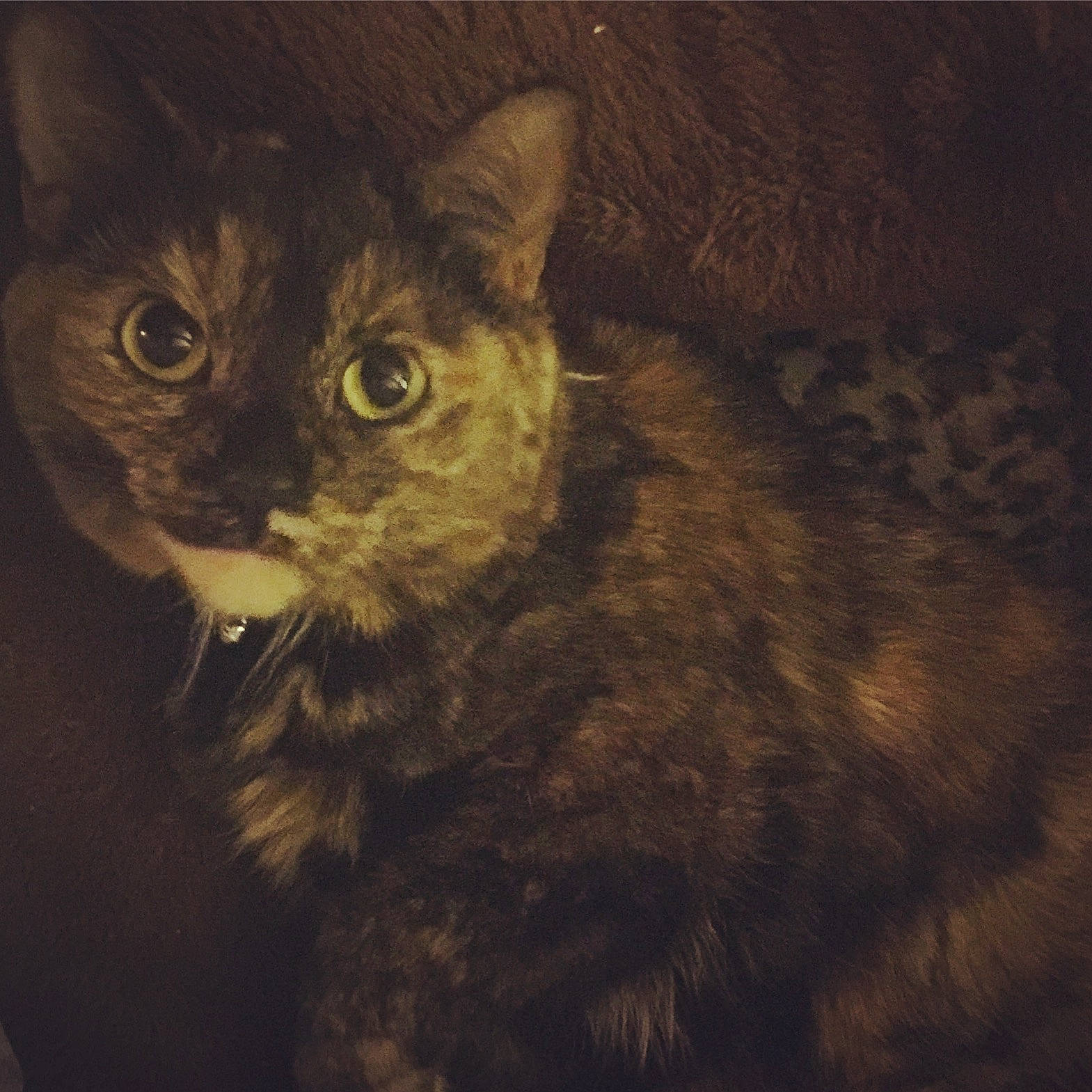 Kenzie is registered to the contest to win money with this photo: asian, carnivore, cat, domestic_short_haired_cat, european_shorthair, eye, felidae, fur, german_rex, iris, kitten, ojos_azules, small_to_medium_sized_cats, snout, whiskers