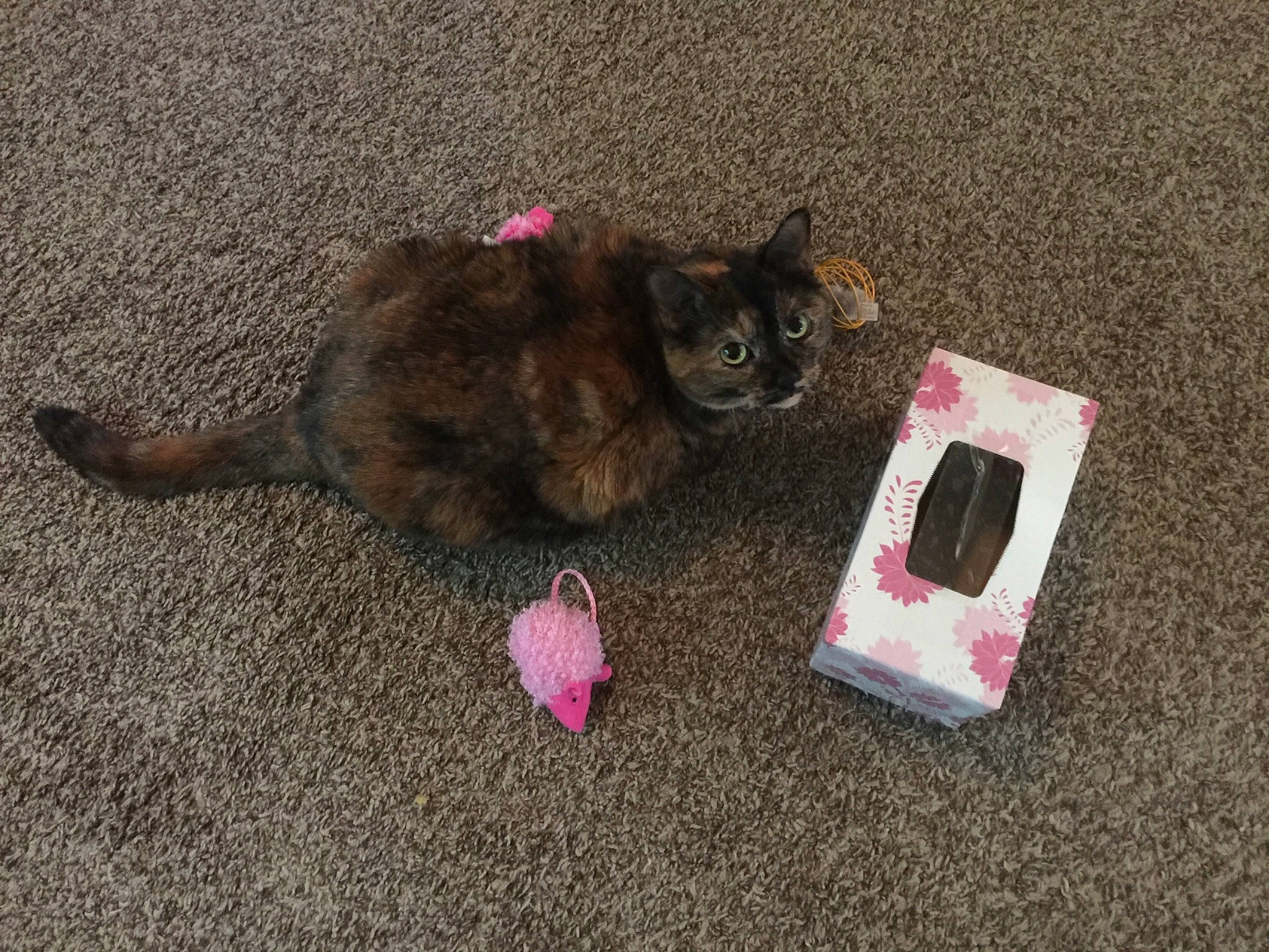 Kenzie joined the competition — help win amazing prizes! carnivore, cat, cat_supply, domestic_short_haired_cat, fawn, felidae, kitten, pink, small_to_medium_sized_cats, tail, whiskers