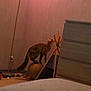 balancing, cat, cat_tent, cord, cozy, curious, drawer, floor, furniture, home, indoor, lamp, orange_light, pet, room, scratching_post, small_space, tabby_cat, wall, wooden_sticks