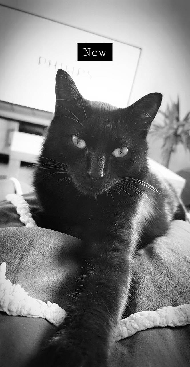 Opi participe au concours pour gagner de l'argent avec cette photo : black, black_and_white, black_cat, carnivore, cat, comfort, felidae, fur, monochrome_photography, organism, palm_tree, small_to_medium_sized_cats, snout, stock_photography, tail, terrestrial_animal, whiskers