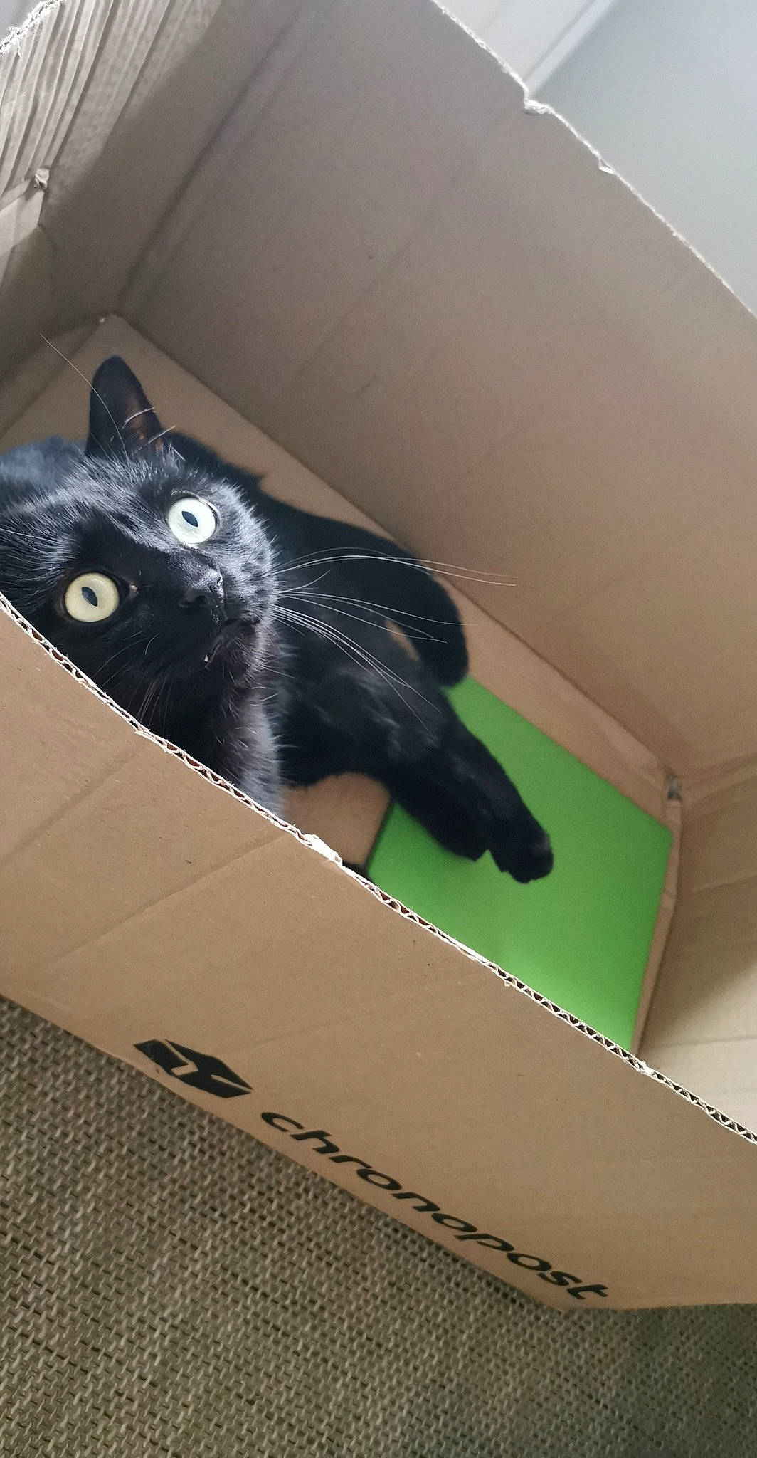 Opi a rejoint le concours — aidez-le/la à gagner de superbes lots ! beige, black_cat, cardboard, carnivore, carton, cat, domestic_short_haired_cat, felidae, khaki, packaging_and_labeling, paper_product, shipping_box, small_to_medium_sized_cats, snout, tan, terrestrial_animal, whiskers