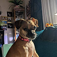 Lucy is registered to the contest to win money with this photo: dog, pet, indoor, couch, collar, plant, curtain, window, scissors, cabinet, picture_frame, furniture, light, shadow, wall, decor, portrait, brown_dog, small_dog, pink_collar