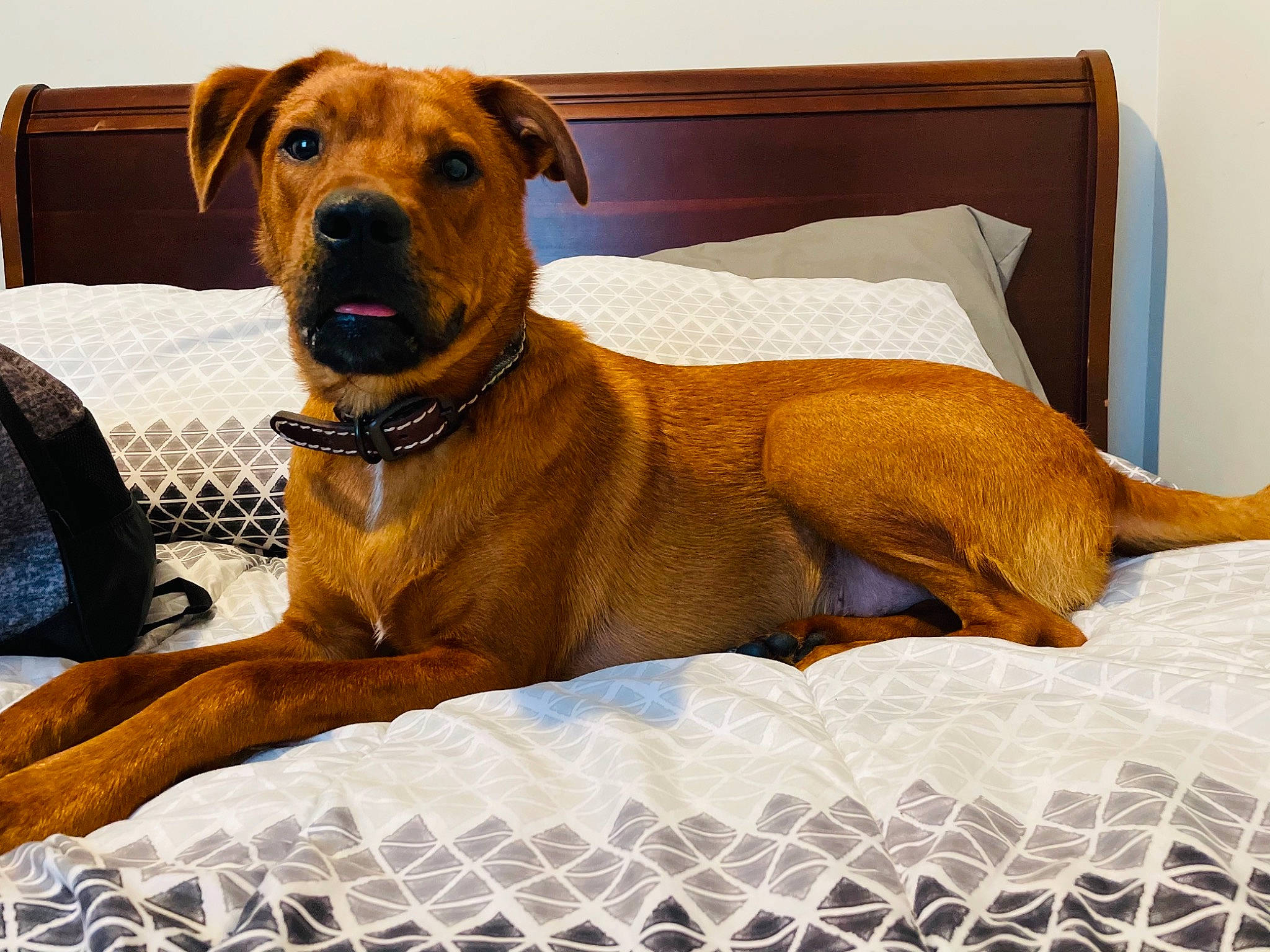 Rossi joined the competition — help win amazing prizes! carnivore, collar, comfort, companion_dog, dog, dog_breed, dog_collar, dog_supply, fawn, guard_dog, hound, liver, mesh, paw, pet_supply, snout, sporting_group, whiskers, working_animal, working_dog