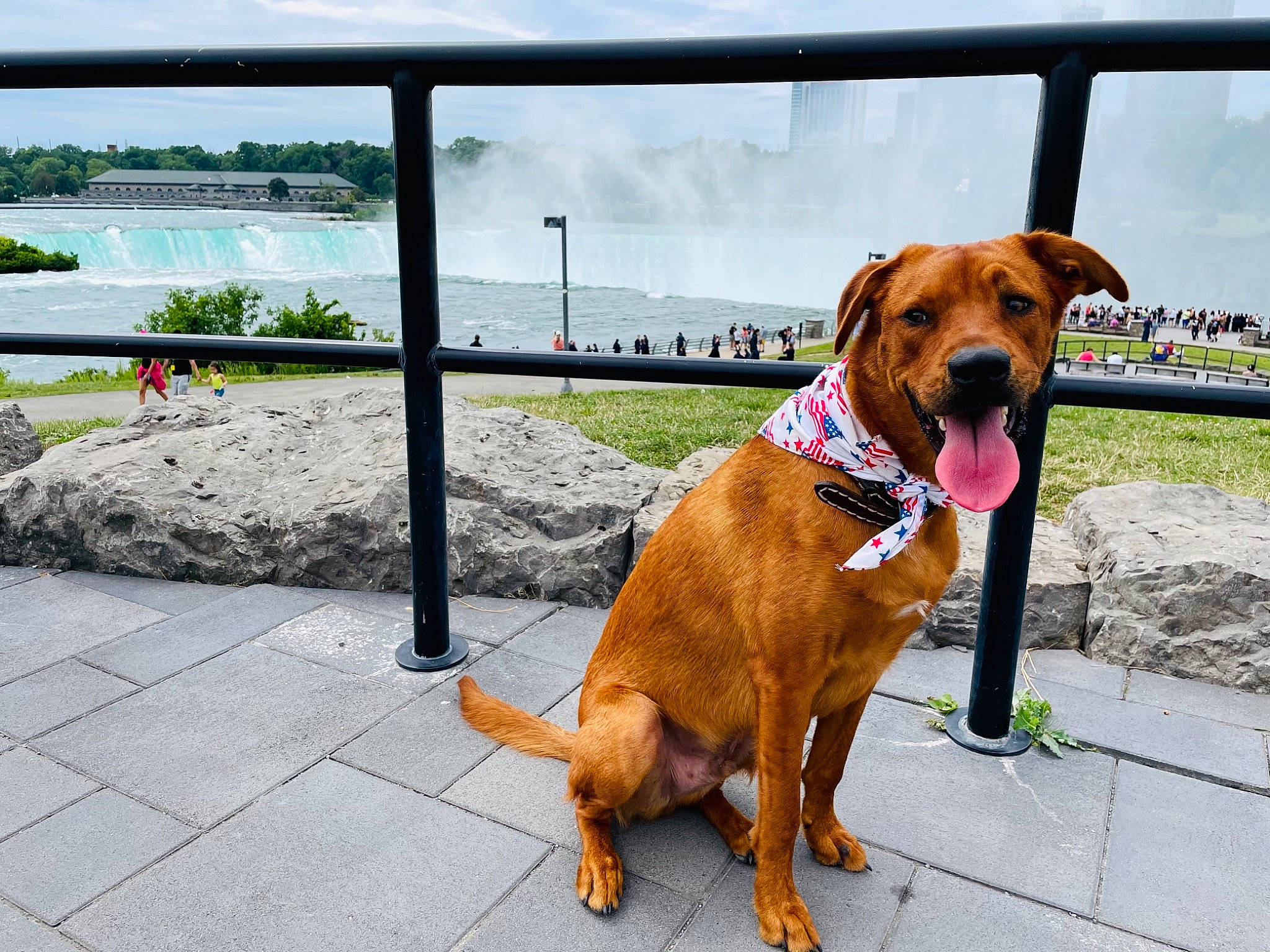 Rossi is registered to the contest to win money with this photo: canidae, carnivore, cloud, collar, companion_dog, dog, dog_breed, dog_collar, dog_supply, fawn, leash, liver, pet_supply, plant, sky, snout, sporting_group, tail, water, working_animal