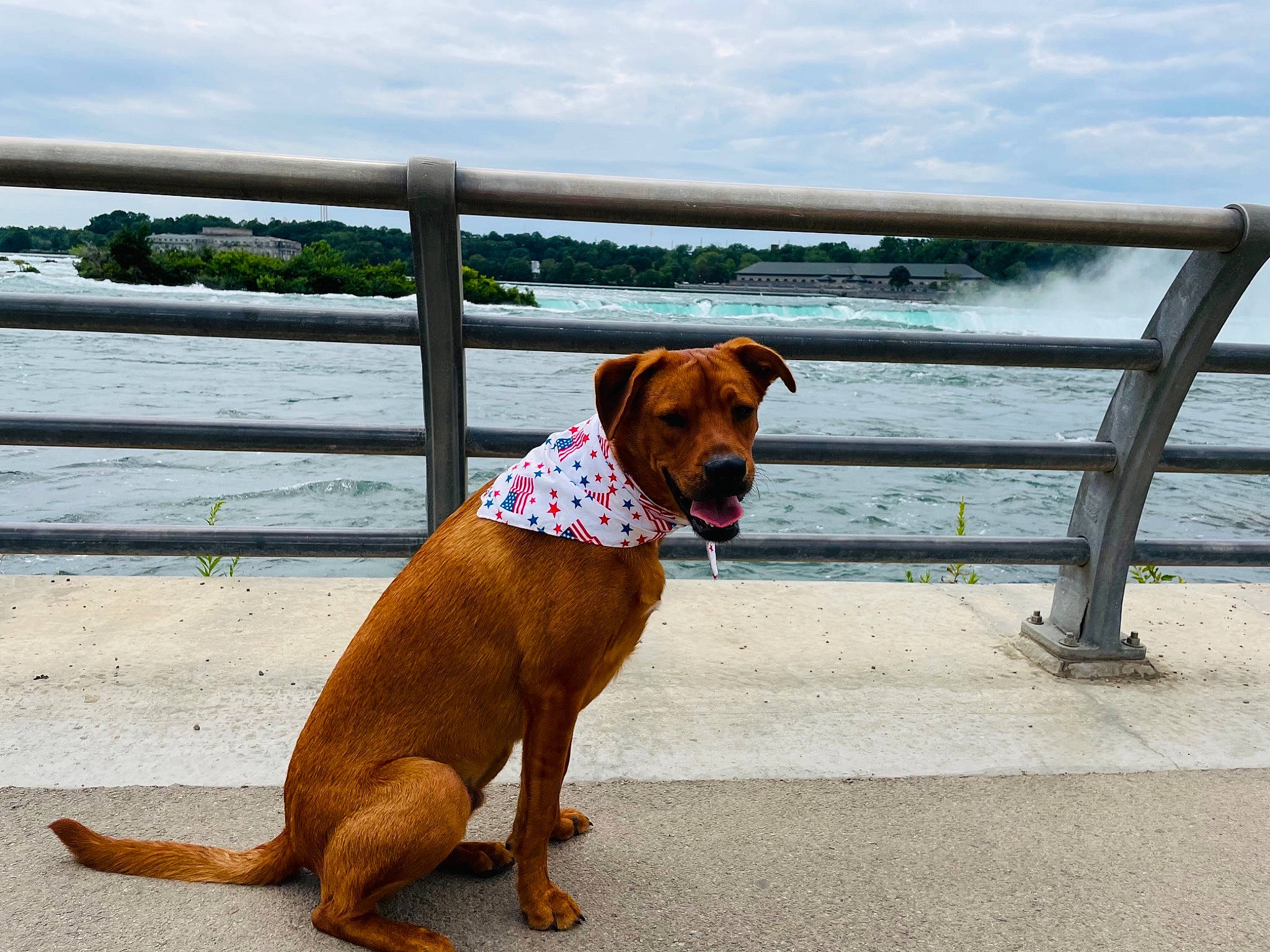 Rossi joined the competition — help win amazing prizes! carnivore, cloud, collar, companion_dog, dog, dog_breed, dog_collar, dog_supply, fawn, fence, leash, liver, pet_supply, sky, snout, sporting_group, tail, water, wood, working_animal