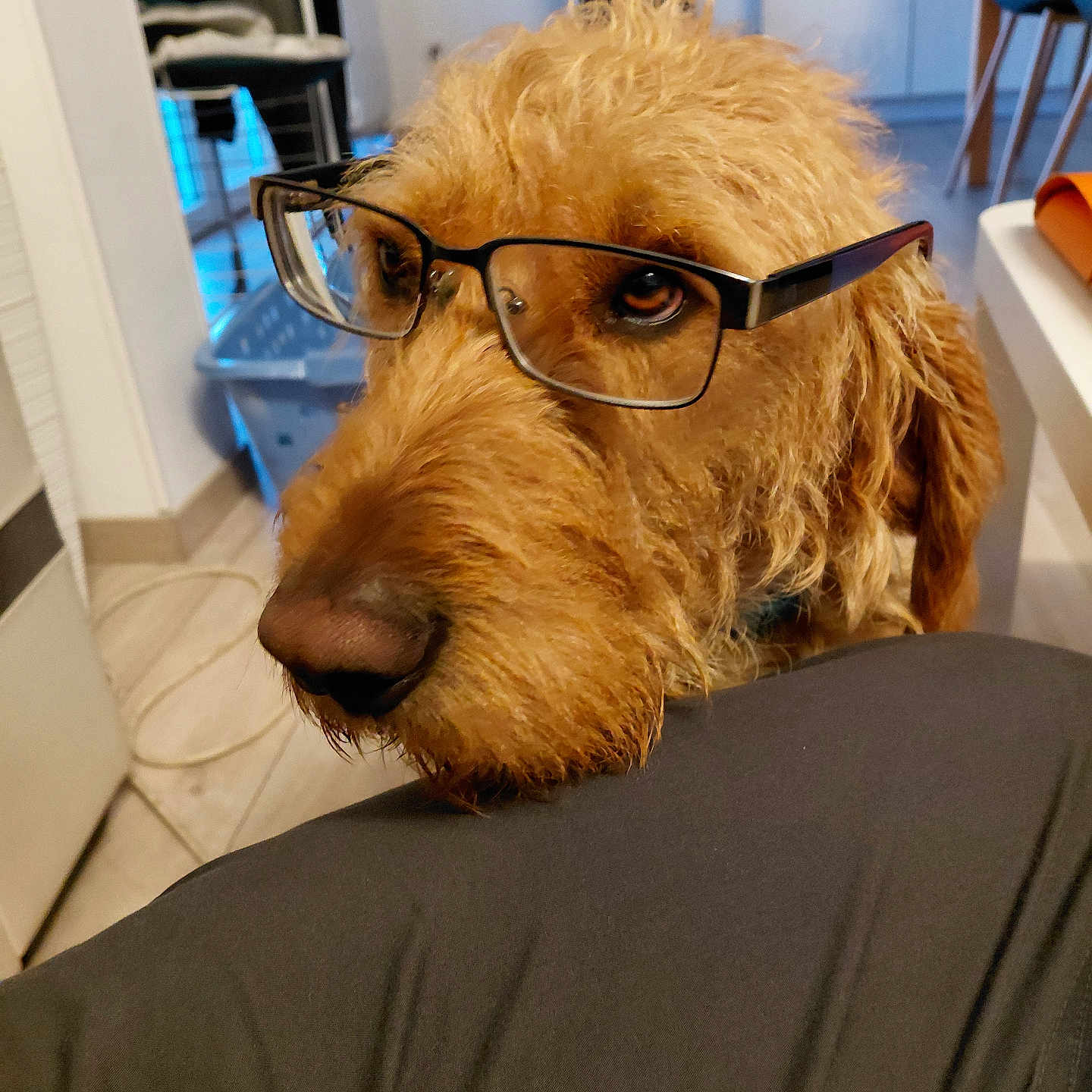 Vini a rejoint le concours — aidez-le/la à gagner de superbes lots ! dog, glasses, indoors, fur, pet, brown, face, closeup, resting, looking, human_leg, floor, chair, table, room, household, curly_fur, expression, muzzle, domestic_animal