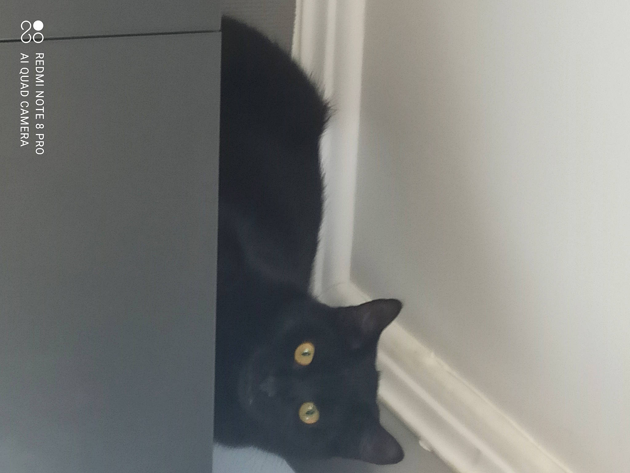 Blacky participe au concours pour gagner de l'argent avec cette photo : black_cat, bombay, box, carnivore, cat, cat_supply, domestic_short_haired_cat, felidae, flooring, fur, grey, hardwood, room, sleeve, small_to_medium_sized_cats, snout, tail, whiskers, window, wood