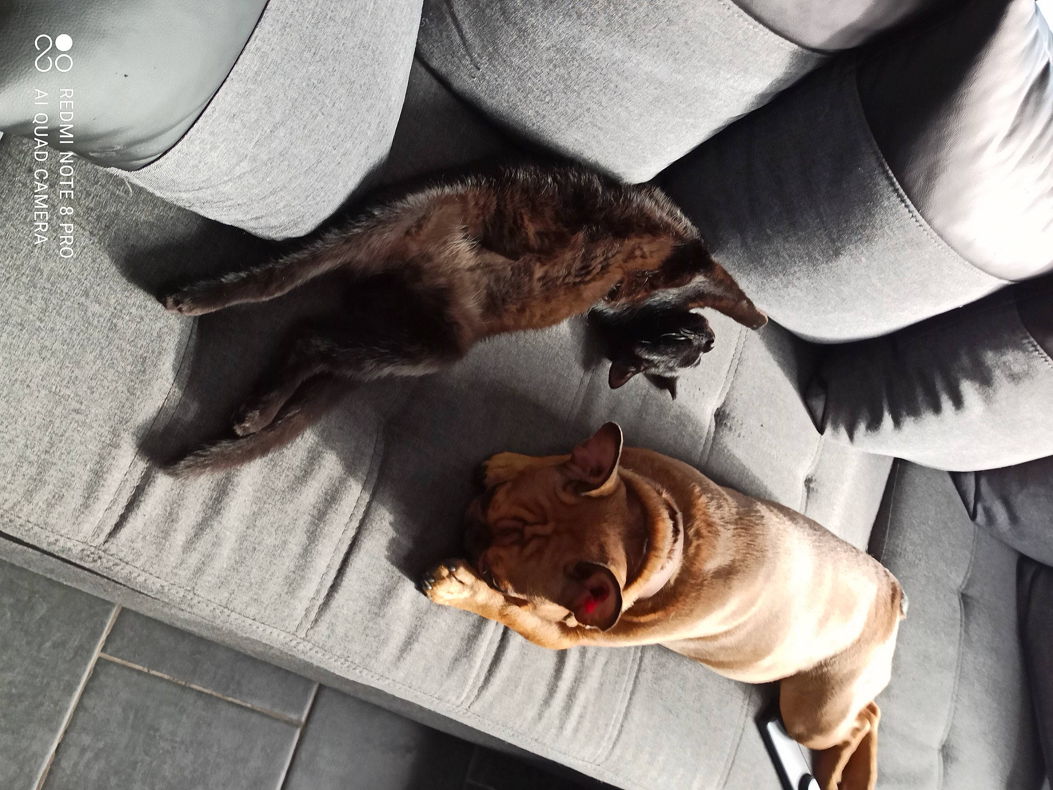 Blacky a rejoint le concours — aidez-le/la à gagner de superbes lots ! bat, claw, comfort, eyewear, falconiformes, fawn, feather, felidae, flooring, fur, human_leg, safety_glove, small_to_medium_sized_cats, smile, sunglasses, tail, whiskers, wood