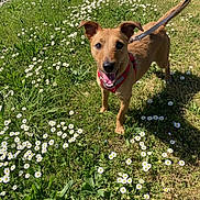 Myla a rejoint le concours — aidez-le/la à gagner de superbes lots ! dog, brown_dog, leash, harness, grass, daisies, flowers, outdoor, sunlight, happy, pet, animal, nature, greenery, smiling, canine, summer, playful, standing, garden