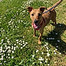 dog, brown_dog, leash, harness, grass, daisies, flowers, outdoor, sunlight, happy, pet, animal, nature, greenery, smiling, canine, summer, playful, standing, garden