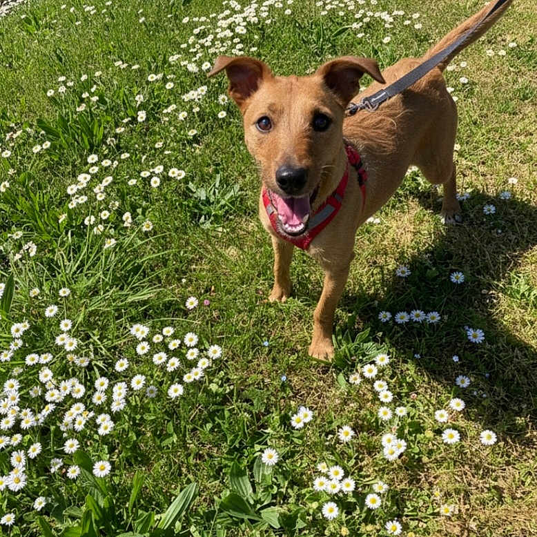 Myla a rejoint le concours — aidez-le/la à gagner de superbes lots ! dog, brown_dog, leash, harness, grass, daisies, flowers, outdoor, sunlight, happy, pet, animal, nature, greenery, smiling, canine, summer, playful, standing, garden