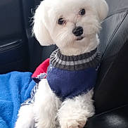 Rookie is registered to the contest to win money with this photo: blue_blanket, car_interior, car_seat, companion, cozy, cute, dog, furry, head_tilt, leather_upholstery, looking_at_camera, paws, pet, portrait, sitting, small_dog, sweater, travel, white_fur, window
