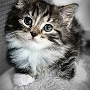 Griffon is registered to the contest to win money with this photo: kitten, cat, fluffy, fur, pet, cute, animal, whiskers, paws, closeup, indoor, soft, texture, young, portrait, feline, sleepy, cozy, adorable, curious