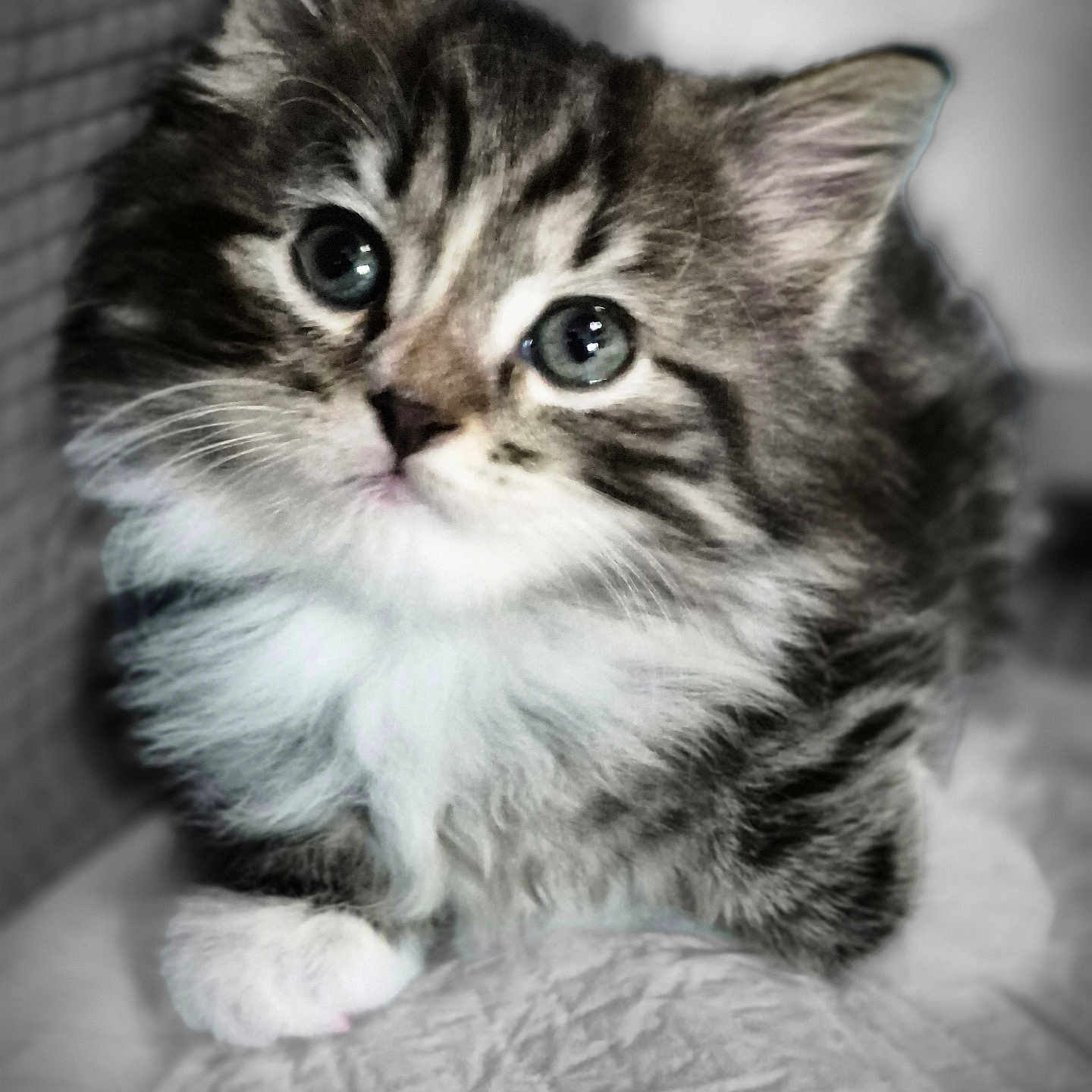 Griffon is registered to the contest to win money with this photo: adorable, animal, cat, closeup, cozy, curious, cute, feline, fluffy, fur, indoor, kitten, paws, pet, portrait, sleepy, soft, texture, whiskers, young