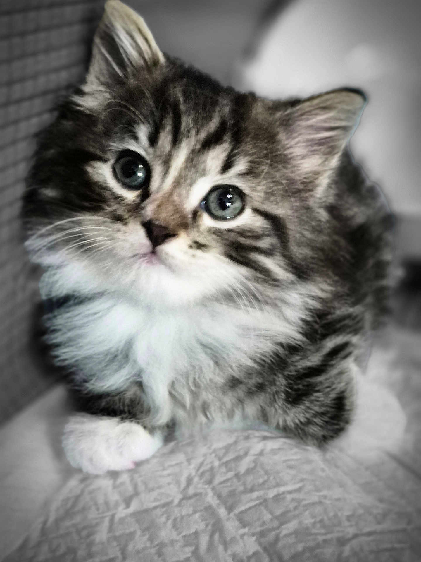 Griffon is registered to the contest to win money with this photo: kitten, cat, fluffy, fur, pet, cute, animal, whiskers, paws, closeup, indoor, soft, texture, young, portrait, feline, sleepy, cozy, adorable, curious