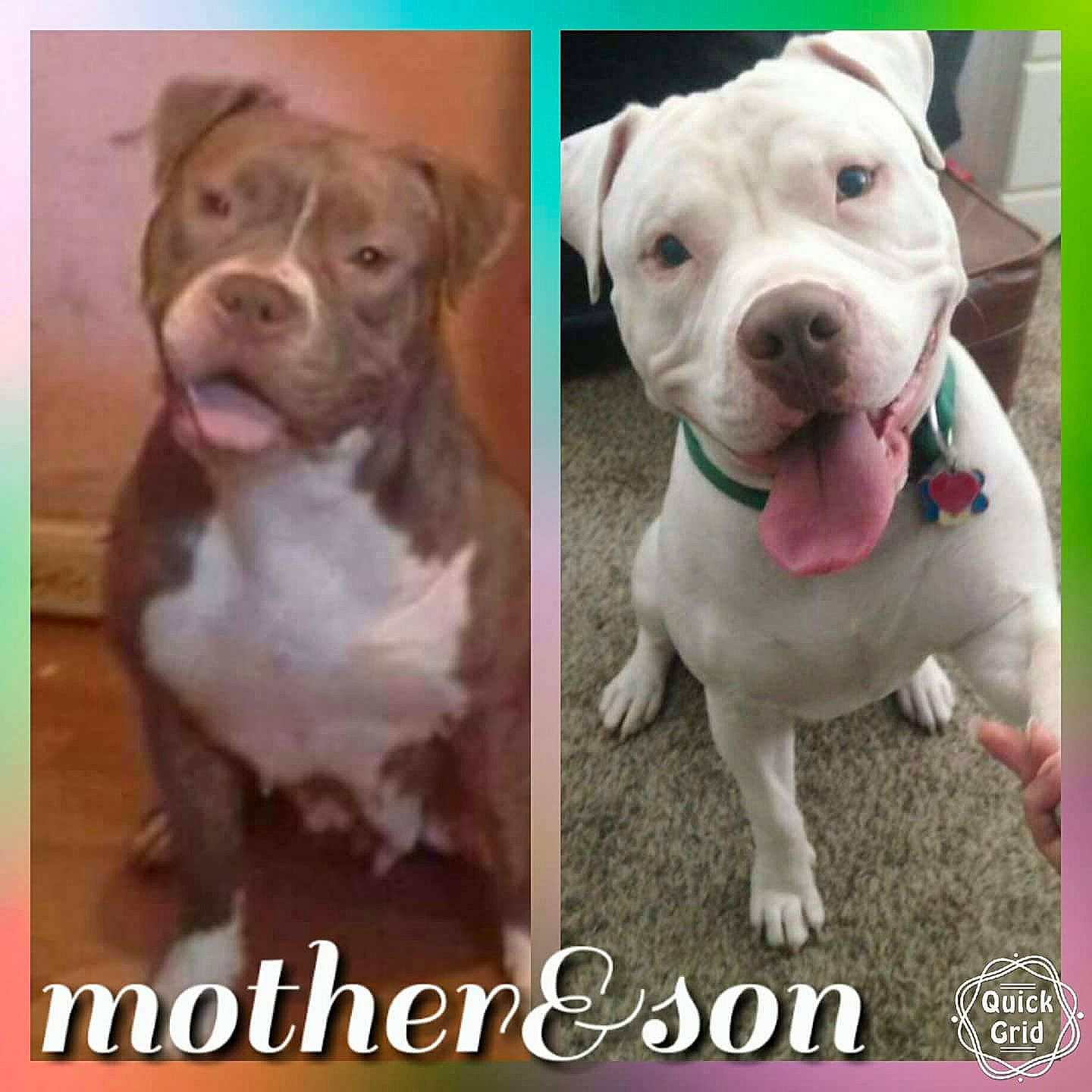 Brownie is registered to the contest to win money with this photo: carnivore, circle, collar, companion_dog, dog, dog_breed, dog_collar, fawn, fur, liver, non_sporting_group, pet_supply, photograph, photography, plant, rectangle, snout, sporting_group, whiskers, working_animal