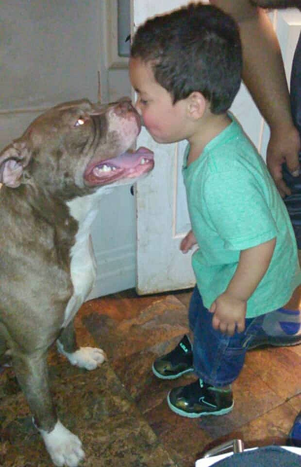 Brownie joined the competition — help win amazing prizes! canidae, carnivore, collar, companion_dog, dog, dog_breed, fawn, fun, fur, gesture, guard_dog, jaw, liver, shorts, snout, sporting_group, t_shirt, toddler, working_animal, working_dog