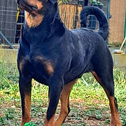 Urkan participe au concours pour gagner de l'argent avec cette photo : alert, animal, black, brown, canine, dog, domestic, fence, grass, ground, mammal, nature, outdoor, pet, plant, playful, rottweiler, standing, toy, yard