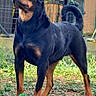 alert, animal, black, brown, canine, dog, domestic, fence, grass, ground, mammal, nature, outdoor, pet, plant, playful, rottweiler, standing, toy, yard