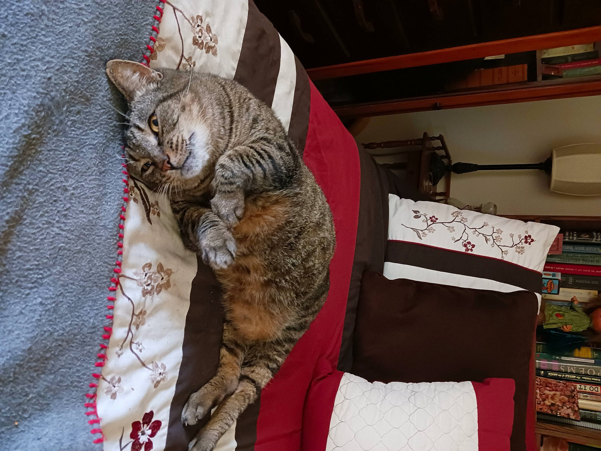 Bobbi joined the competition — help win amazing prizes! box, carnivore, cat, claw, comfort, domestic_short_haired_cat, felidae, fur, nap, paw, shelf, small_to_medium_sized_cats, snout, tail, whiskers