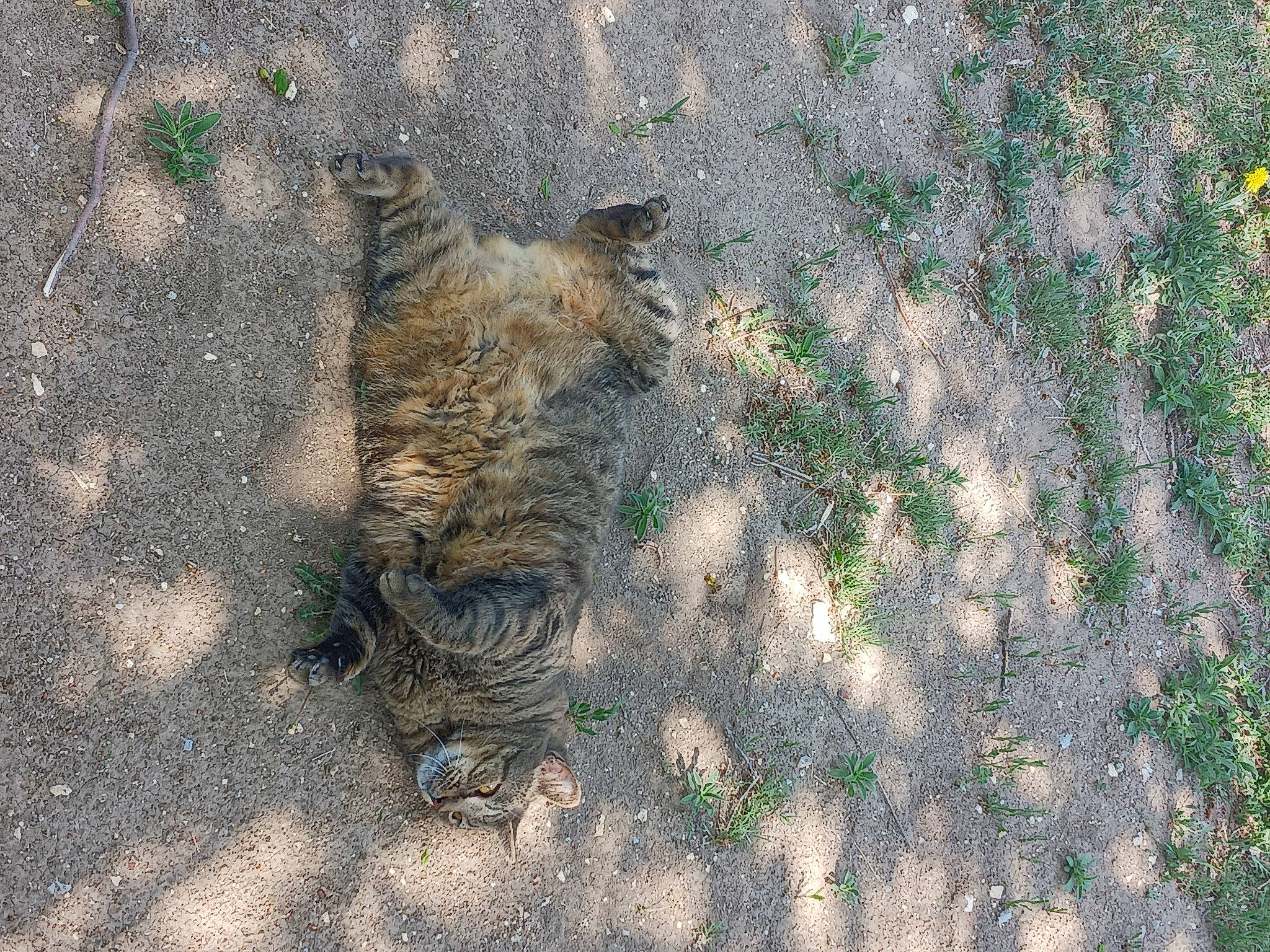 Bobbi is registered to the contest to win money with this photo: asphalt, carnivore, cat, domestic_short_haired_cat, felidae, fur, grass, groundcover, lynx, pattern, plant, road_surface, shadow, small_to_medium_sized_cats, snout, soil, tail, terrestrial_animal, vertebrate, whiskers