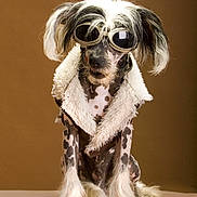 Louie is registered to the contest to win money with this photo: dog, canine, portrait, studio, brown_background, goggles, aviator_goggles, coat, fur, hairless, spotted_skin, paws, sitting, costume, fashion, funny, model, whiskers, long_ear_hair, closeup