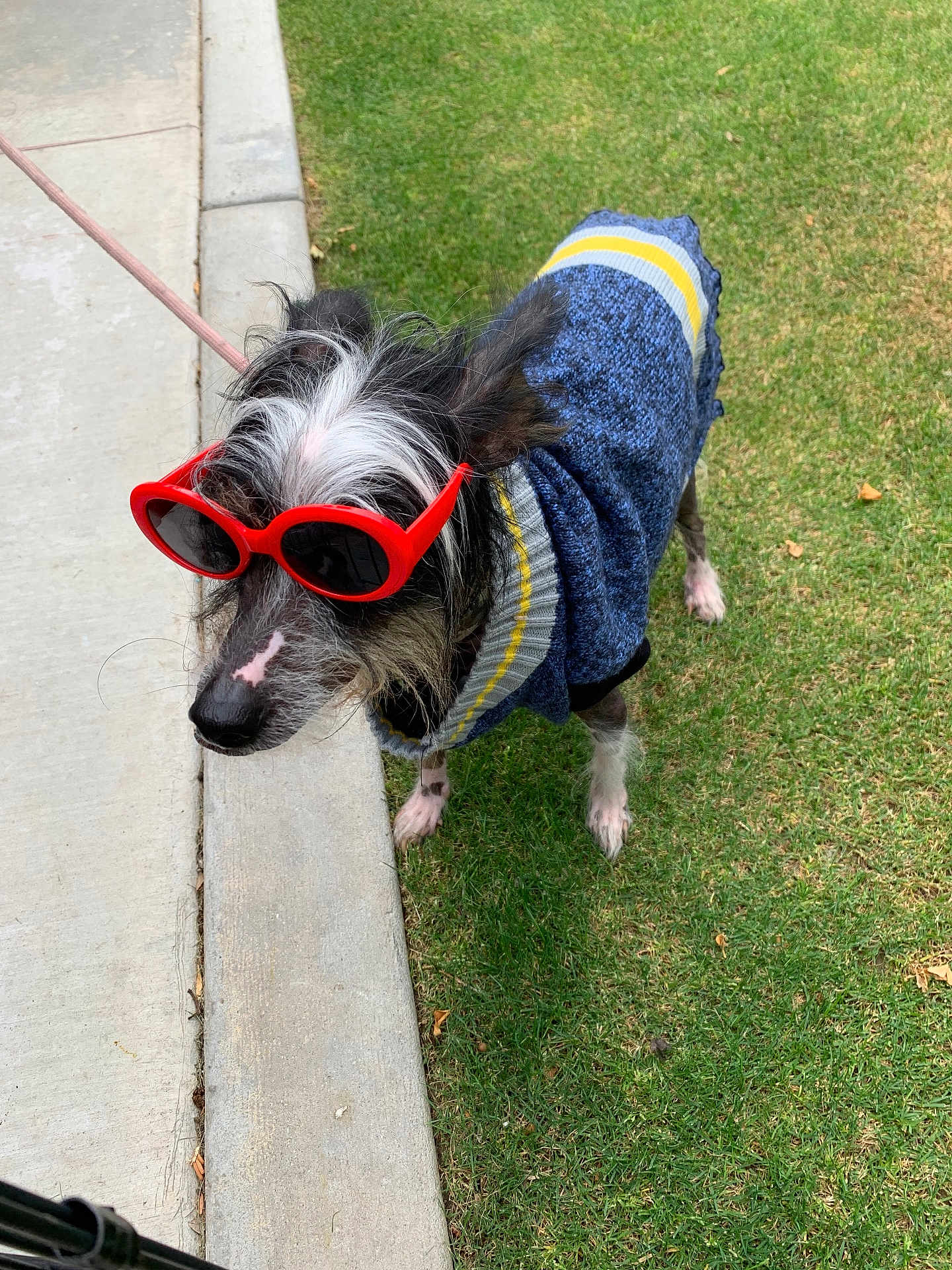 Louie joined the competition — help win amazing prizes! dog, canine, small_dog, sunglasses, red_sunglasses, sweater, clothing, leash, grass, sidewalk, curb, lawn, outdoor, pet, portrait, cute, hairy, muzzle, paws, fashionable