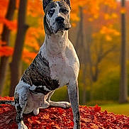 Odin joined the competition — help win amazing prizes! dog, great_dane, autumn, fall_leaves, outdoor, nature, tree, leaf_pile, animal, pet, canine, seasonal, colorful, park, sitting, portrait, forest, sunlight, vibrant, majestic