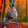 dog, great_dane, autumn, fall_leaves, outdoor, nature, tree, leaf_pile, animal, pet, canine, seasonal, colorful, park, sitting, portrait, forest, sunlight, vibrant, majestic