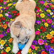 Chewy is registered to the contest to win money with this photo: dog, puppy, playing, ball, flowers, flower_field, colorful, vibrant, outdoor, grass, pet, paws, fur, close_up, nature, garden, meadow, chewing, relaxed, summer